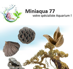 Mini aqua 77